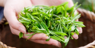 映像で解説お茶のいろいろ