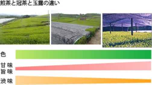 玉露と冠茶と煎茶の違いは何ですか？
